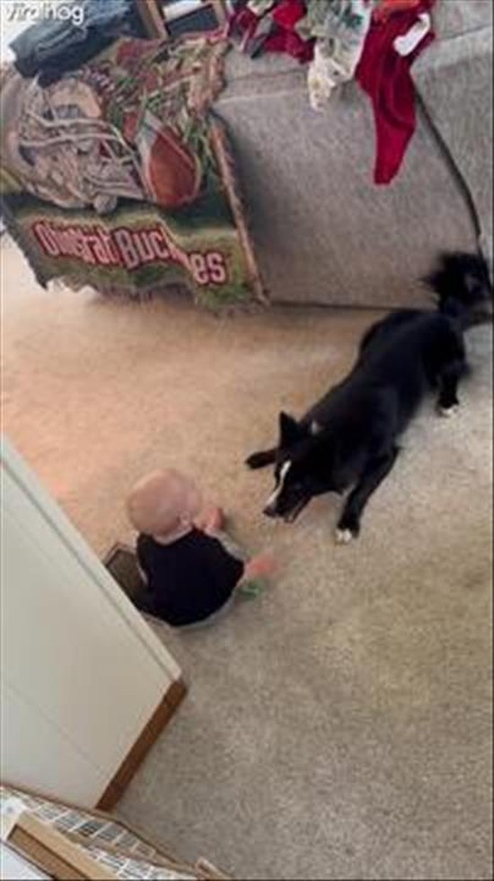 Border Collie Entertains Baby Baby Brother