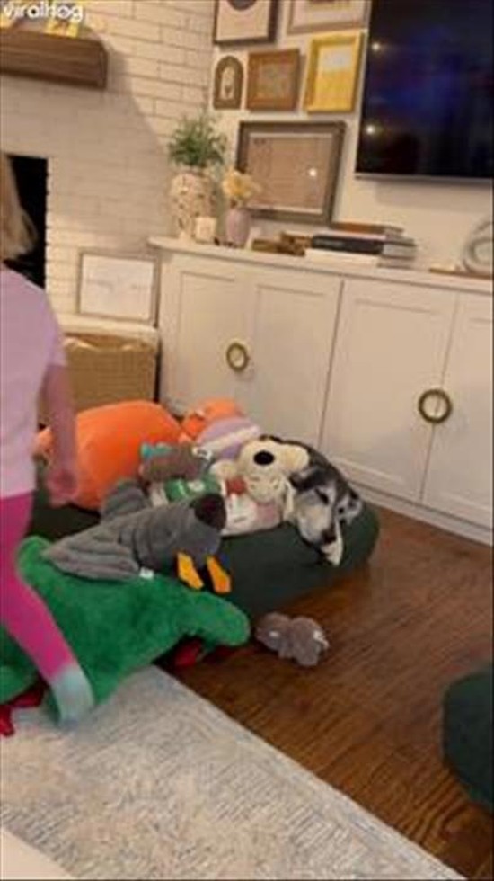 Daughter Buries Dog In Stuffies