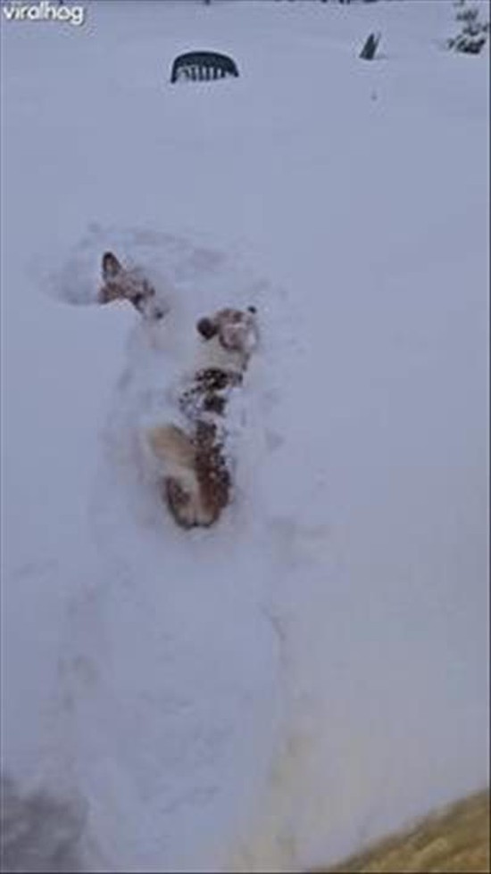 Corgis Disappear in Fluffy Snow