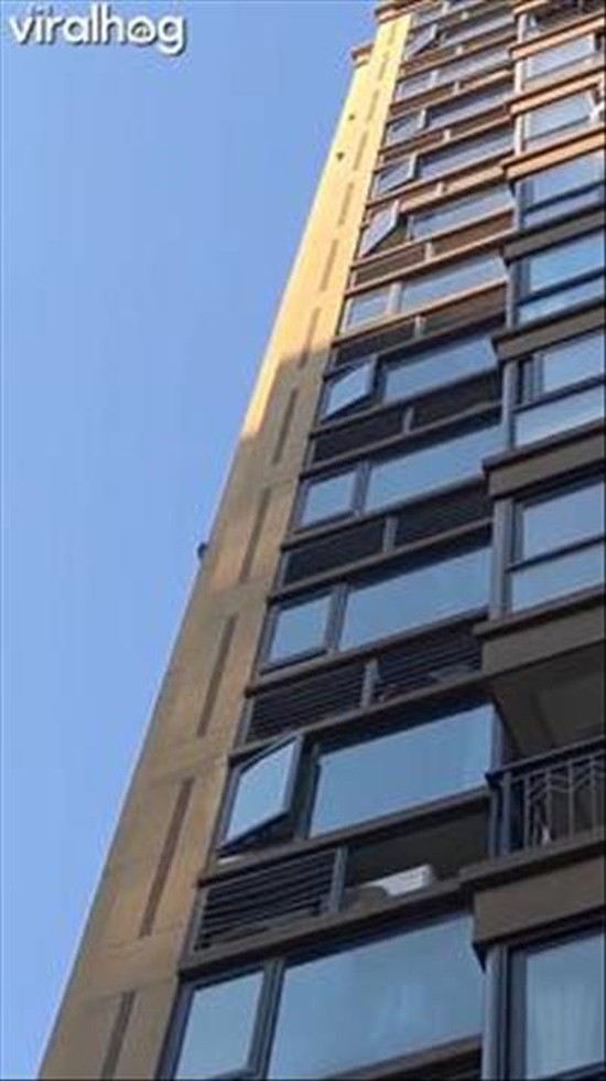 Squirrels Navigate Building Walls in Zhejiang, China