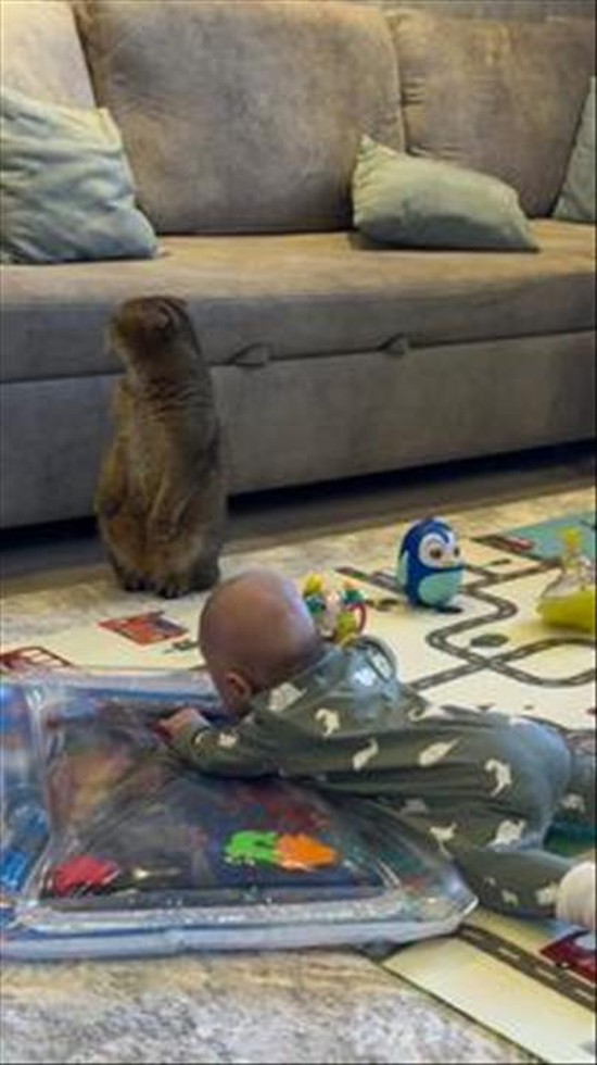 Cat Stands Up Like a Meerkat After Baby’s Yell