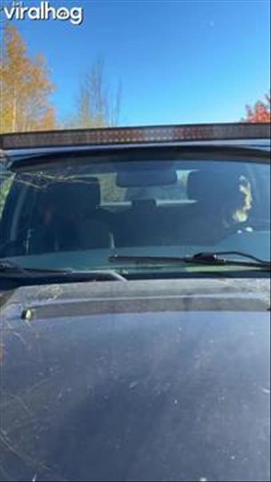 Doggy Driver Pulled Over