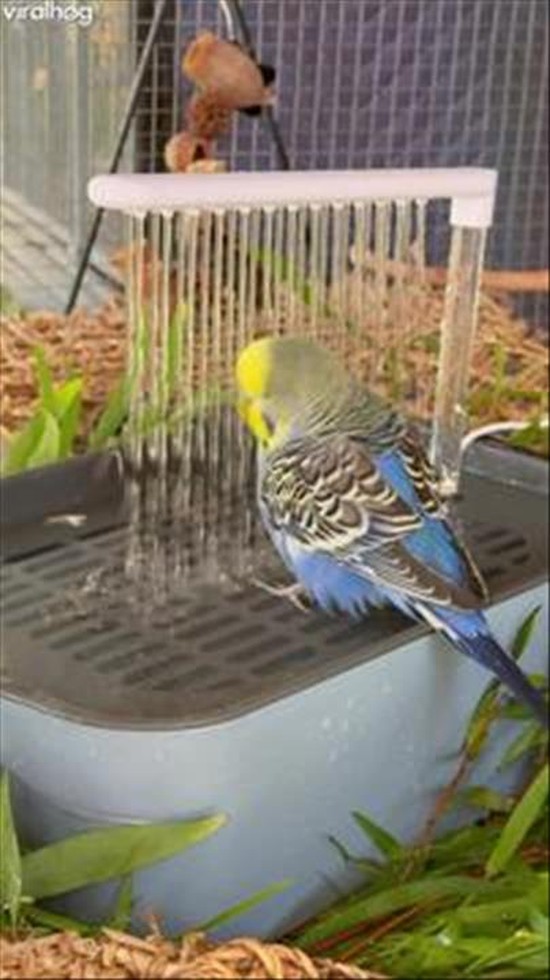 Happy Budgie Enjoys Gentle Bird Shower