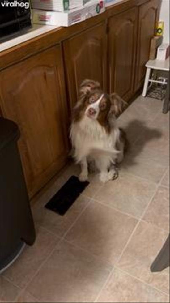 Australian Shepherd's Best Marilyn Monroe Impression