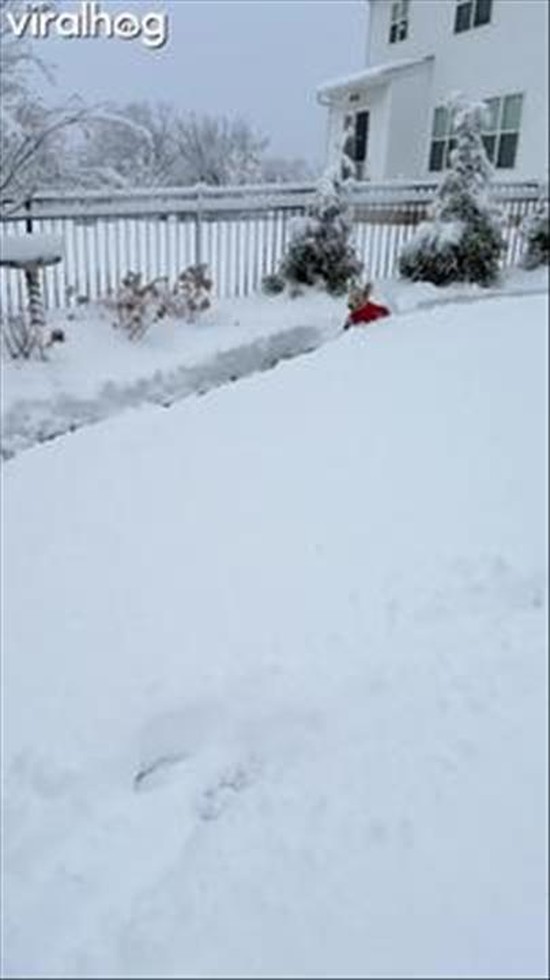 Mini Goldendoodle Zoomies Along Plowed Path