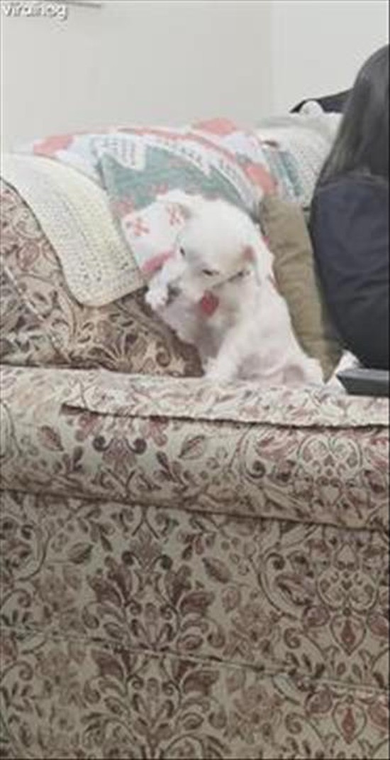 I Think My Dog Might Be an Undercover Cat