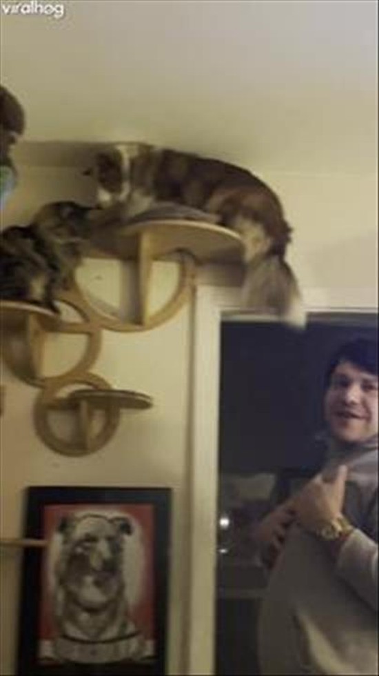 Sheltie Tries New Cat Shelves