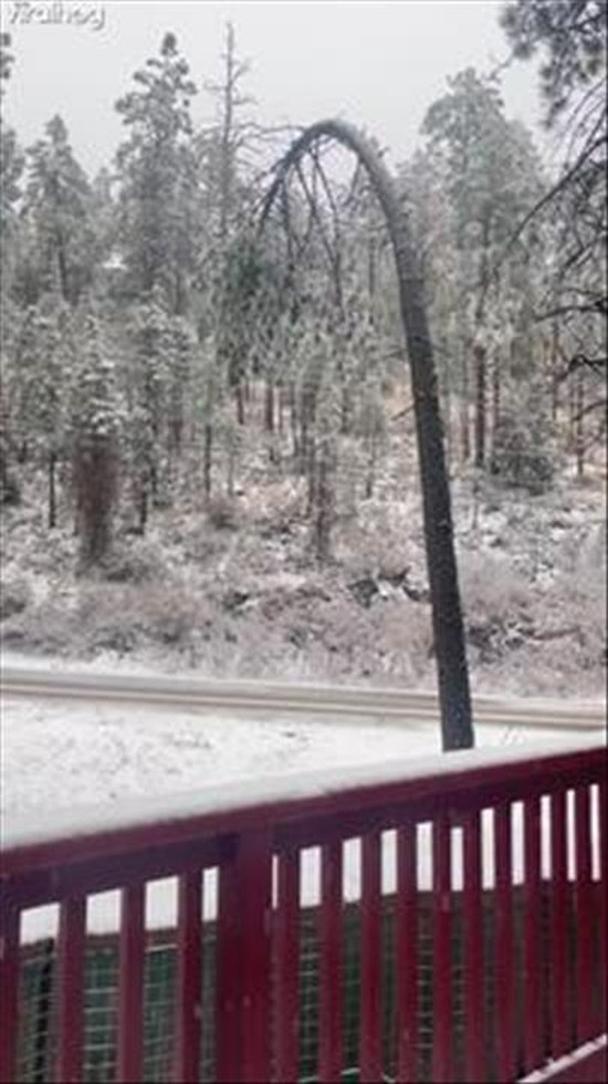 Tree Snaps Under Weight of Ice