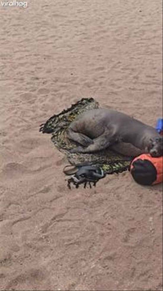 Sea Lion Soaking On The Beach