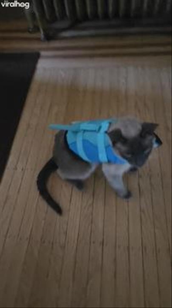 Not Feeling His New Life Jacket