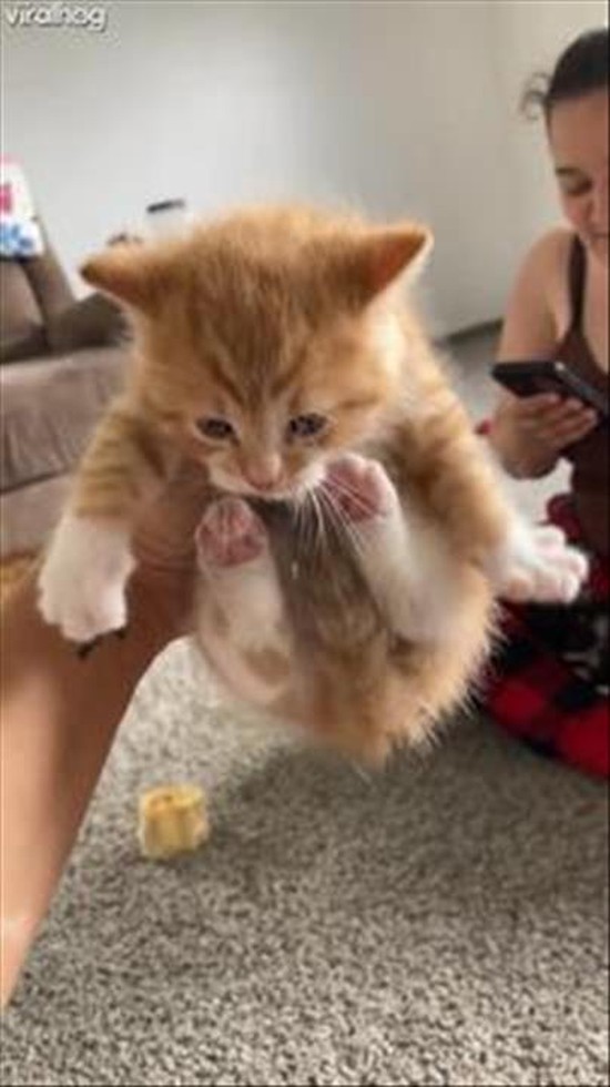 Kitten Scrunches And Air Biscuits