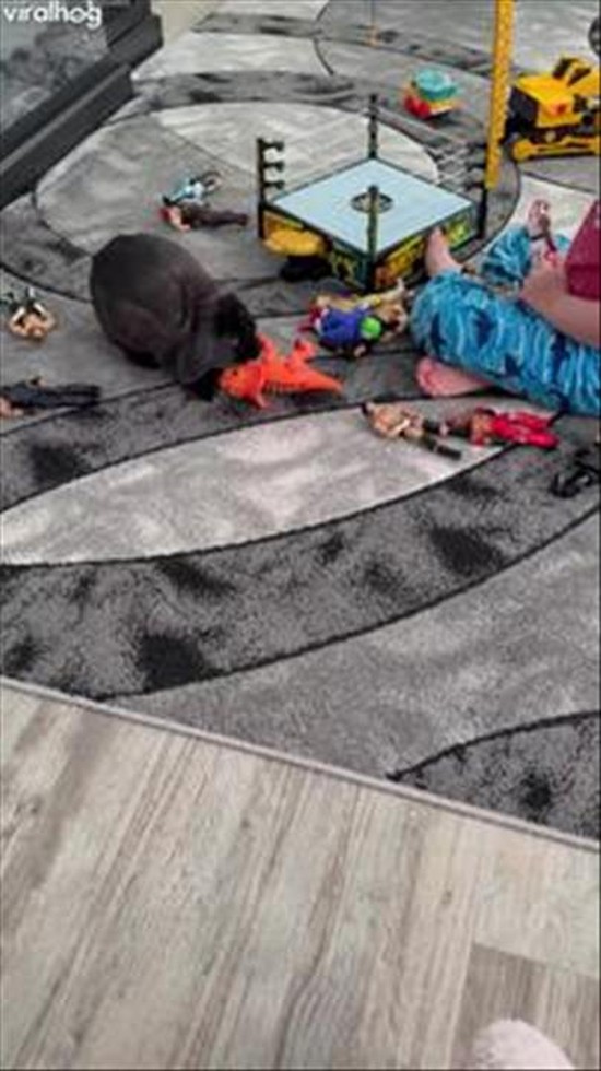 Pet Bunny Body Slams Toy In Wrestling Ring