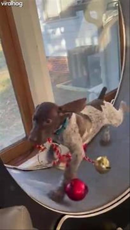 Puppy Training to Be a Reindeer