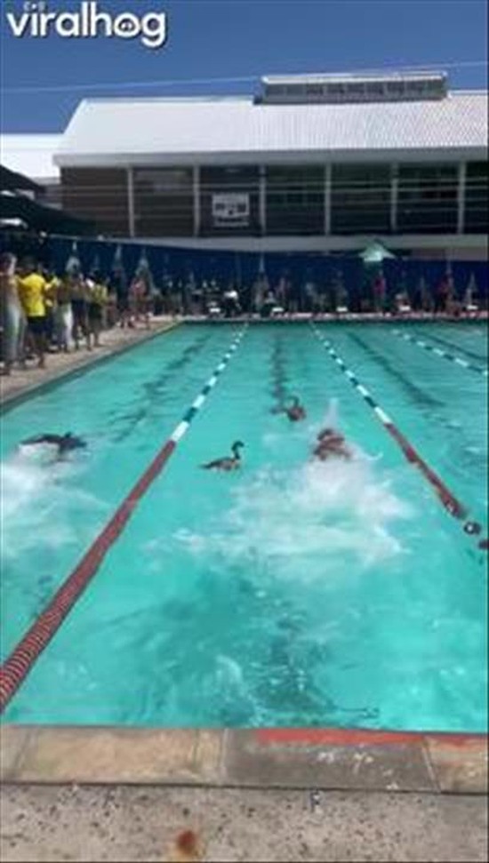 Freestyle Swimmers Compete With Ducks In Lanes