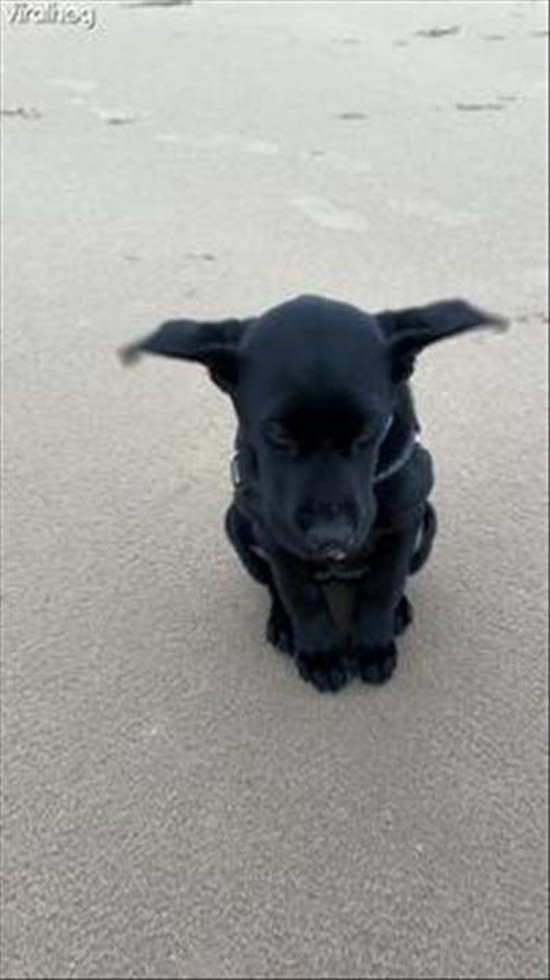 Puppy's Flappy Ears At Windy Beach