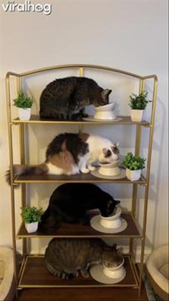 The Purr-fect Feeding System