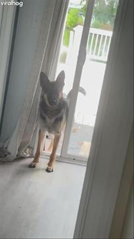 Mischievous German Shepherd Opens the Sliding Door