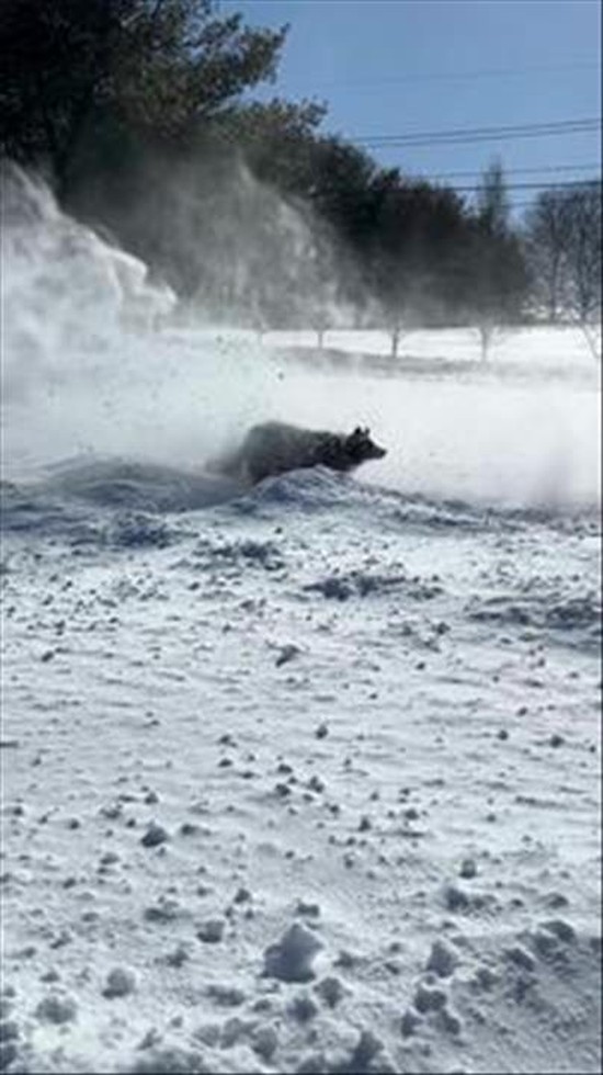 He Thinks the Snow Blower Is His Personal Snow Machine