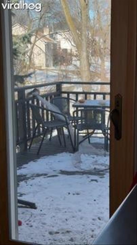 Breaking and Entering… Squirrel Style