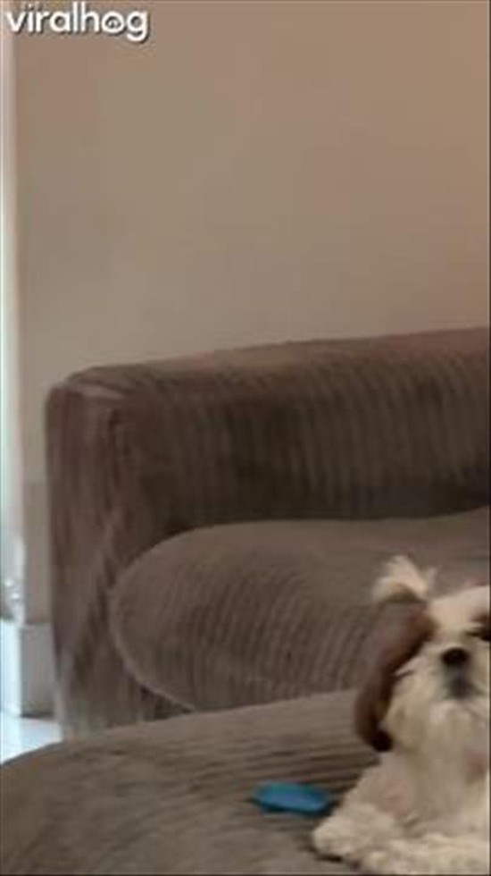 This House Has Two Divas