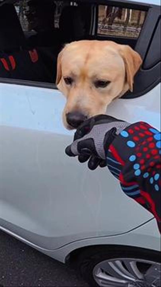 Even bikers know: always pet the dog.