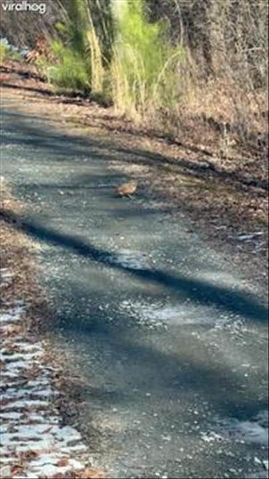 Get Down On It: Woodcock Style