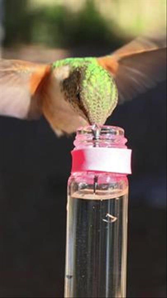 Rare Slow Motion Video of a Hummingbird