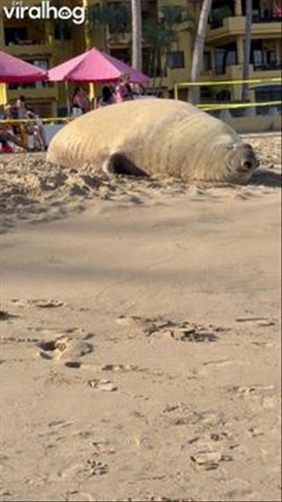 Panchito the Elephant Seal