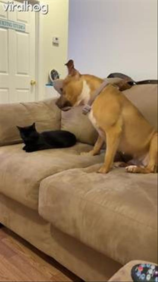 When Being A Good Dog Is Harder Than It Looks