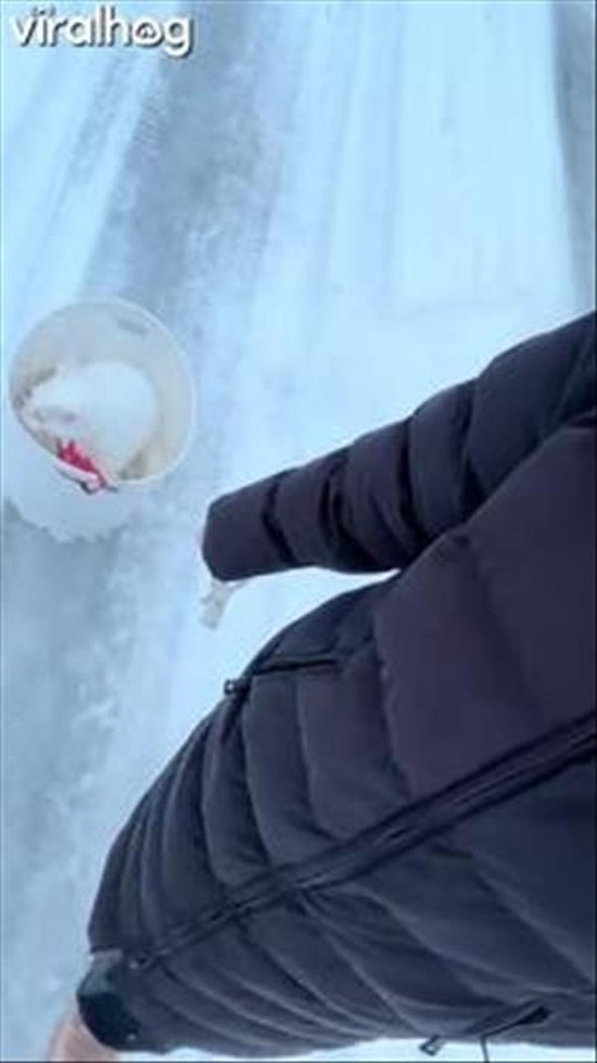 Proof Cats Will Turn Anything Into a Ride