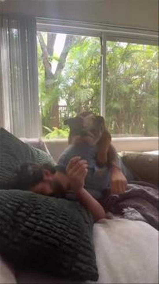 English Bulldog Olympics