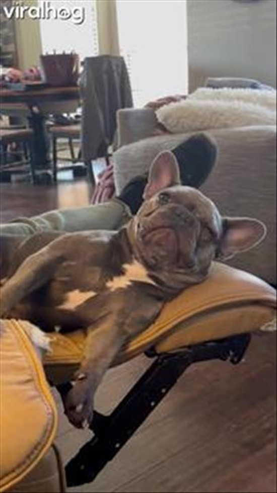 Frenchie Dog Has One Request: “Foot Rub Now”