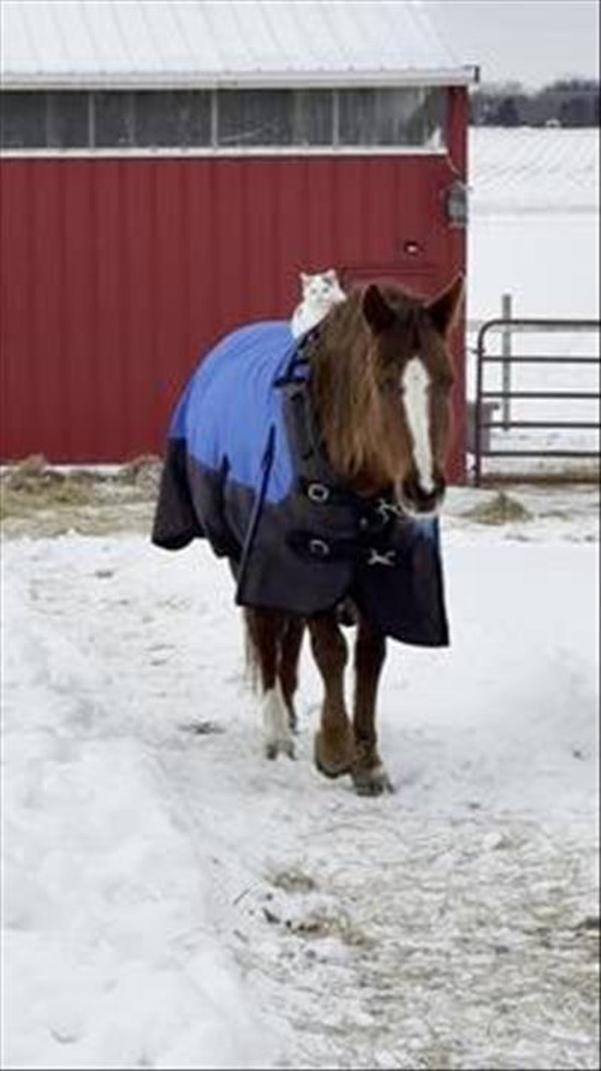 Cat and Horse Are Bonded Barn Companions