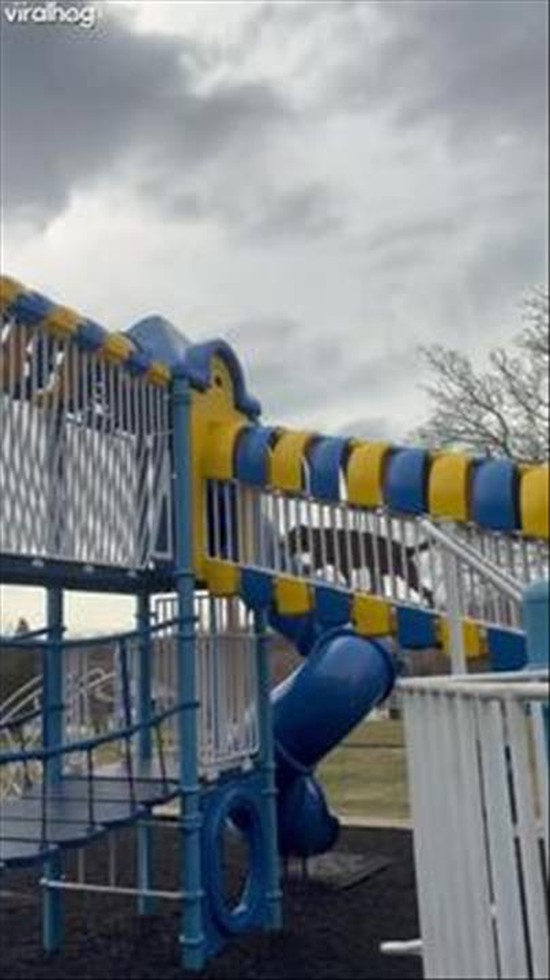 Our Dog Is Obsessed With Slides
