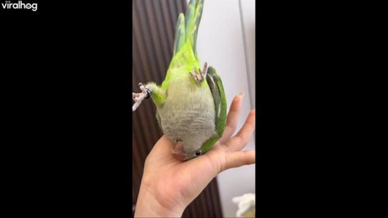 Parrot Can't Talk but Can Do Headstands