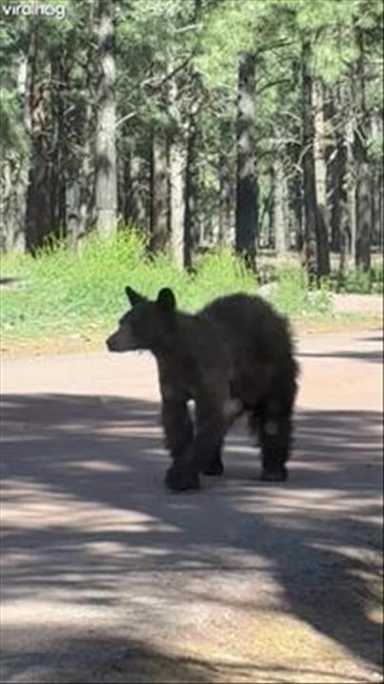 Shedding Bear Looks Like She's Wearing Fuzzy Pants