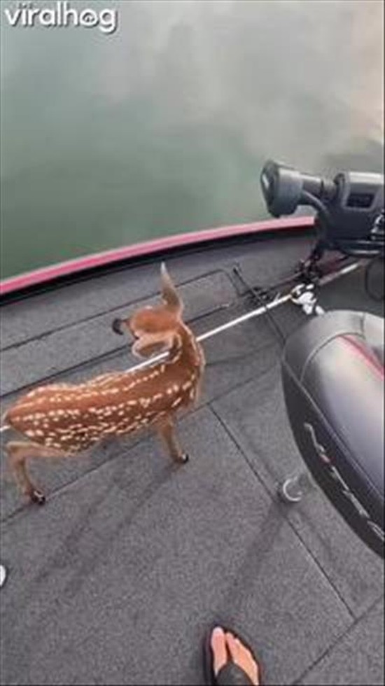 Baby Deer Swims to Fishing Boat
