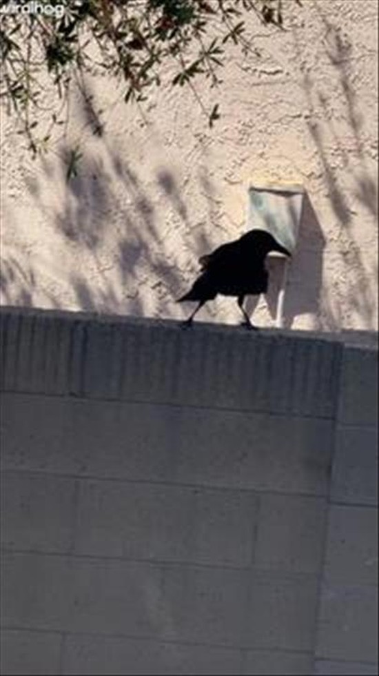 Crow Barking Like a Dog