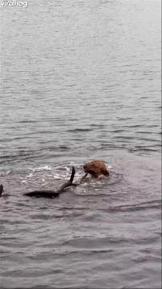 Stubborn Dog Tries to Drag Whole Tree Out of Water