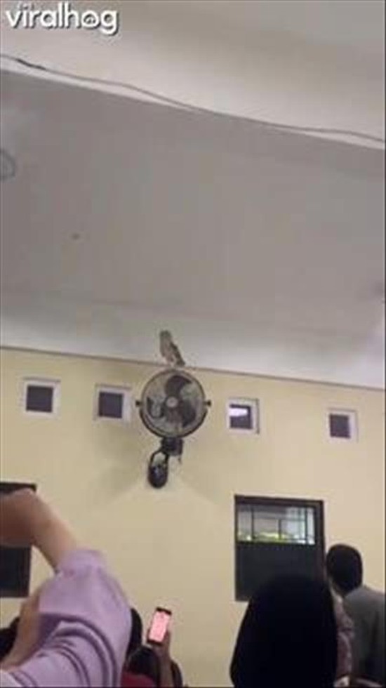 An Owl Flies Into a Classroom in Indonesia