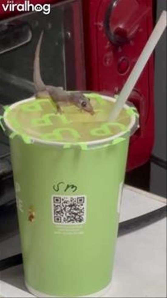 Lizard Licking a Matcha Drink