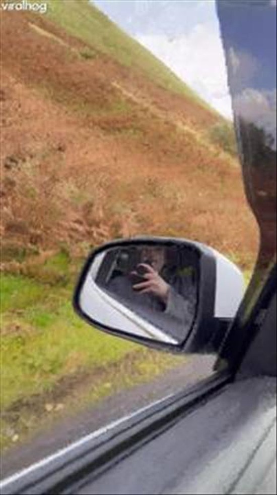 Communicating in Sheep