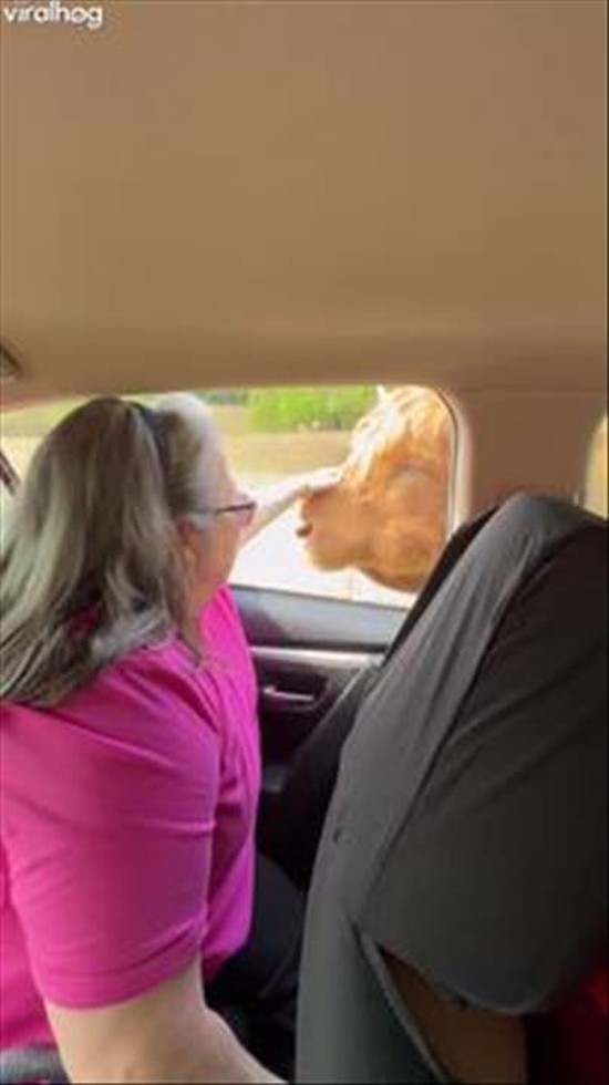 Tender Cow With a Long Tongue