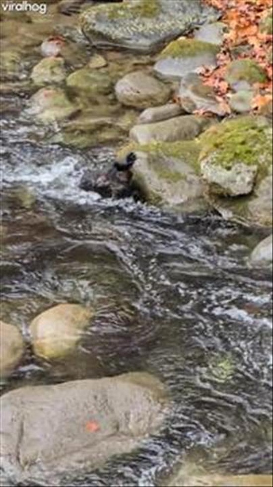 Baby Bear Leaps Across Babbling Brook