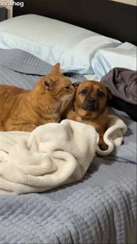 Worried Dog Getting Licked by Weird Cat