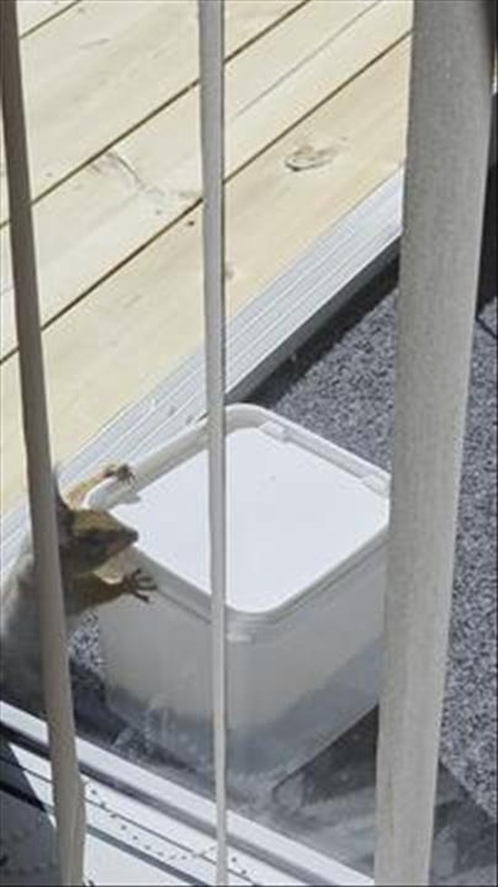 Clever Squirrel Opens Peanut Jar