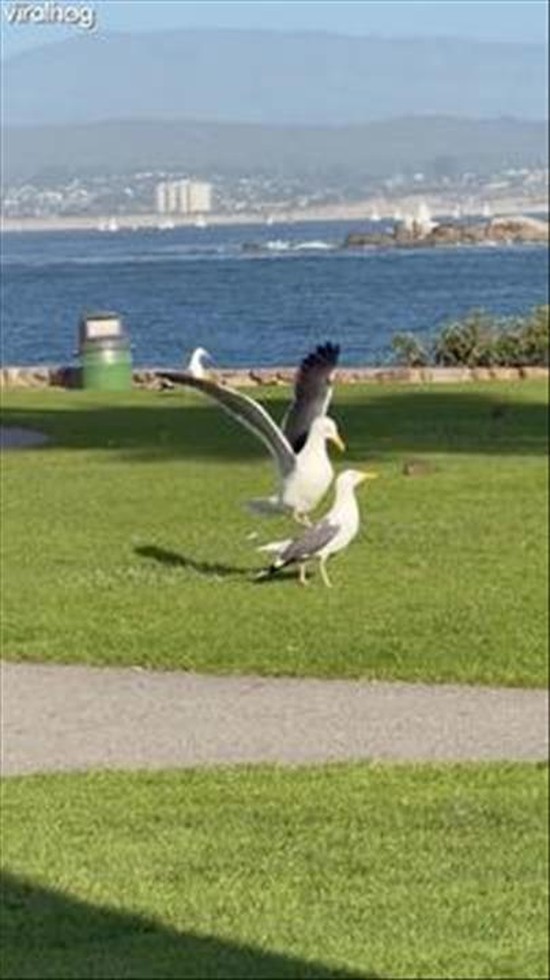 Is That a Horse or a Bird?