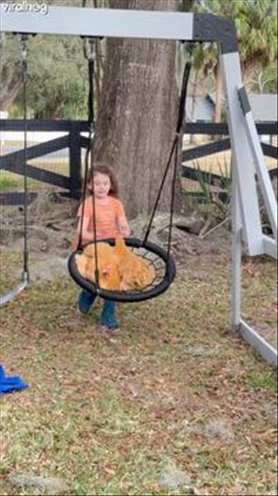 Little Girl Pushes Chickens on a Swing