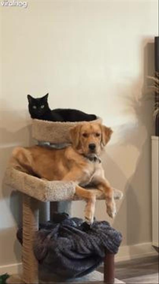 Dog Fully Believes He’s a Cat