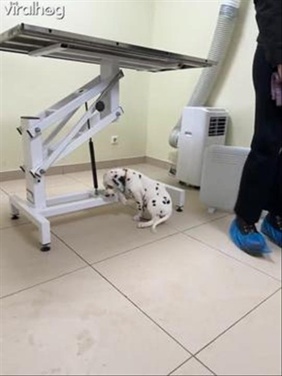 Dalmatian Puppy Acting Cool at the Vet